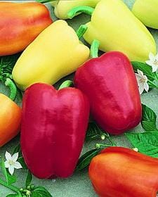 Chablis F1 Pepper Seeds - The Pepper Pantry (Formerly Marie Sharp's)